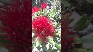 Pohutukawa New Zealand Christmas Tree Metrosideros excelsa [upl. by Landing327]