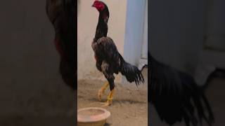 Ghausia Fancy Birds viral shamoolover foryou shamo aseel danisharif ghausiafancybirds hen [upl. by Leonidas78]