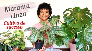 Marantacinza – Ctenanthe setosa Como cultivar com sucesso [upl. by Atlanta]