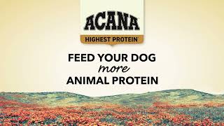 ACANA CANADA Highest Protein Dog [upl. by Nosac]