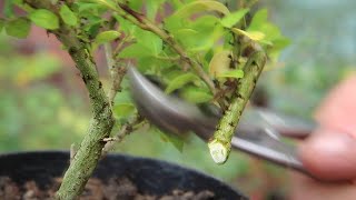 Japanese  ornamental holly bonsai [upl. by Aidne966]