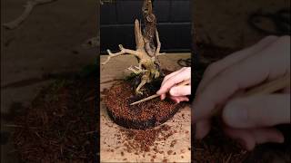 Reviving a depressed larch bonsai bonsai [upl. by Eiuqnimod]