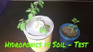 Hydroponics Kratky versus Soil test  with tomatoes [upl. by Shaper425]