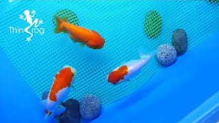 How to Breed Goldfish Breeding Tank Ep1 [upl. by Lebyram]