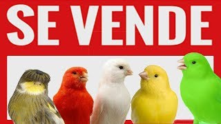 SE VENDEN CANARIOS 🐤 VENTA DE CANARIOS ✔️ CONSEJOS para COMPRAR CANARIOS  REGALO VENTA DE CANARIOS [upl. by Oz]