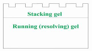 Components of SDSPAGE Protocol [upl. by Oisor]