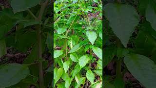 Bunch of Pokeweed hikingadventures outdoors medicinalherbs medicinalplants plantidentification [upl. by Nahoj]