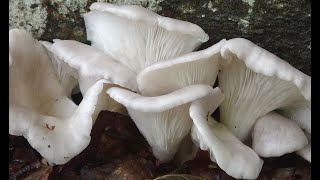 Seta de ostra silvestre  Pleurotus pulmonarius – Wild oyster Mushroom 4k [upl. by Benedikta]