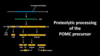 Proteolytic processing of the pro opiomelanocortin or POMC precursor [upl. by Narih64]