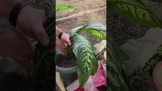 Planting a Rooted Ornamental Plant in a Pot  Indoor Gardening [upl. by Reinert530]