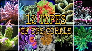 12 TYPES of Small Polyp Stony SPS Coral [upl. by Sharos]