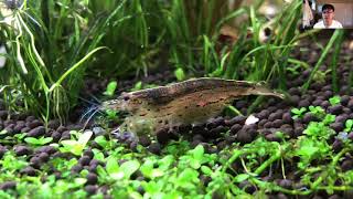 Breeding Amano Shrimp is EASY Complete Detailed Presentation  Avatar Aquatics Method [upl. by Ingalls]