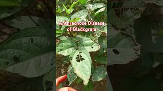 Anthracnose Disease of Blackgram 🍃 [upl. by Zacharia]