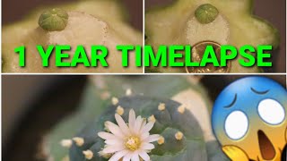 Time lapse frenzy 2  Grafted Lophophora button 1 Year evolution Work in Progress [upl. by Irmgard]