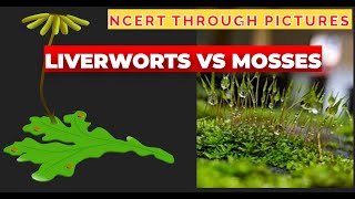 Plant kingdom  05  Liverworts vs Mosses  Class 11  NCERT  NEET  NCERT through pictures [upl. by Adeehsar]