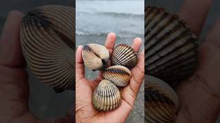 Scallops chantreastvnine shortvideo scallops [upl. by Demahom]