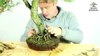 PRZESADZANIE sosny BONSAI do SKORUPY Ibuki 7 [upl. by Robinet]