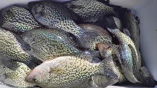 Easy Way To Catch Crappie For Dinner [upl. by Hegarty]