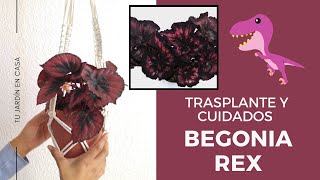 BEGONIA REX  TRASPLANE Y CUIDADOS 🤗🌿 [upl. by Sivartal]