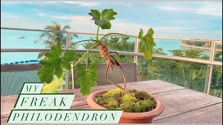 My Freak Philodendron Selloum  Thaumatophyllum bipinnatifidum [upl. by Painter]