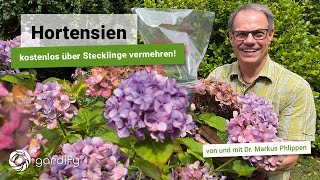 Hortensien  kostenlos über Stecklinge vermehren Bauernhortensien Hydrangea  gardify tipps [upl. by Muldon603]