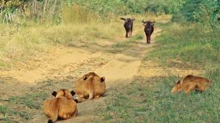 Wildebeest Walks Right Into Lions [upl. by Koah935]