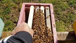 New Beekeepers What To Do After Installing Packaged Honeybees [upl. by Olive]