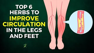 Top 6 Herbs To Improve Circulation In The Legs And Feet [upl. by Damon]