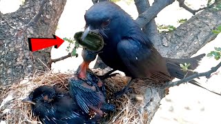 Mother drongo bird enormous bug in babies throat birdslife00 [upl. by Hurlow]