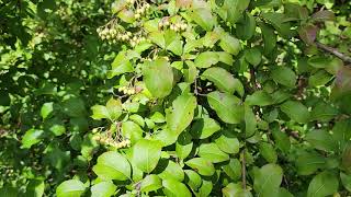 Blackhaw Viburnum [upl. by Seamus101]