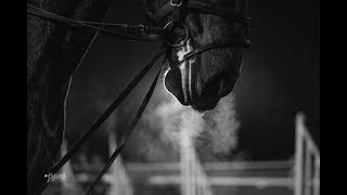 Equestrians  This is our sport [upl. by Enautna]