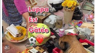 Luppa a la brocante aujourdhui a eu encore un beau ballon 😁❤️foryou pourtoi [upl. by Elrak516]