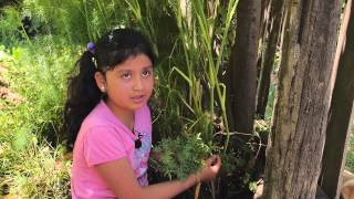 DICCIONARIO DE PLANTAS MEDICINALES MAPUCHE [upl. by Ramahs]