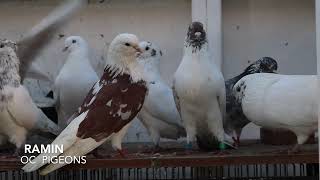 Iranian Highflier pigeons in Orange County California کبوتر بلند پرواز ایرانی اورنج کانتی [upl. by Wordoow]