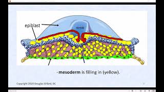 Human Gastrulation Lets Build the Three Germ Layers of the Human a Live Lecture [upl. by Leahcimal]