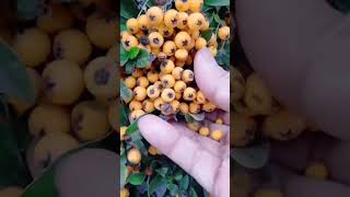 Cute and Useful Plant Pyracantha Crenulata Firethorn [upl. by Lorrin]