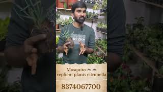 citronella mosquito replient plants gardeningplants indoorplantsindia plants garden shorts [upl. by Benisch870]