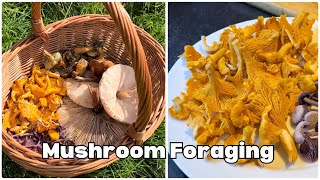 Mushroom Foraging Walk in October Picking  Cleaning  Cooking [upl. by Standley]