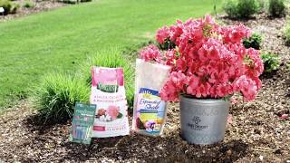 How to Plant Deja Bloom Azaleas [upl. by Berkly]