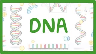 GCSE Biology  What is DNA Structure and Function of DNA 65 [upl. by Rosenbaum924]