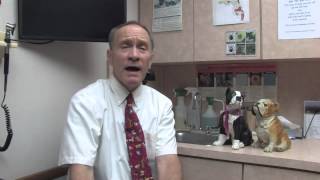 How to Treat Seizures in Dogs Naturally [upl. by Etselec]