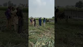 Silage making process farming business [upl. by Romeo]