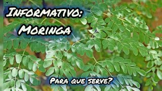 INFORMATIVO TÉCNICO MORINGA Para que serve [upl. by Trebloc]