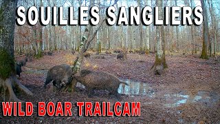 Souilles sangliers avec gros mâles  Wild boar trailcam [upl. by Idnis375]