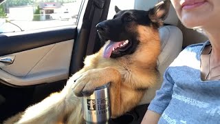 German Shepherds thinks hes my boss 😱 FUNNIEST Dogs [upl. by Bentley]