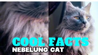 Fascinating Facts About Nebelung Cats You Never Knew [upl. by Nortyad]