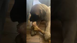 Mastiff Eating Bully Stick Giant [upl. by Aggri690]