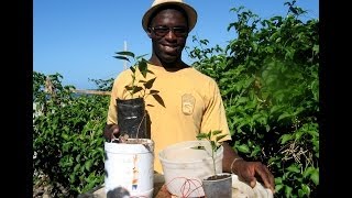 How to make Homemade Topsy turvy Planter Agrosuede Backyard Gardening [upl. by Solitta]