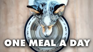 Why One Meal A Day Can Extend Your Dogs Life [upl. by Ytsirc]