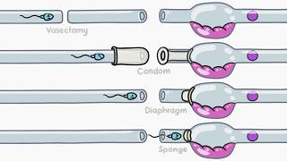 How Does Birth Control Work [upl. by Rovelli]